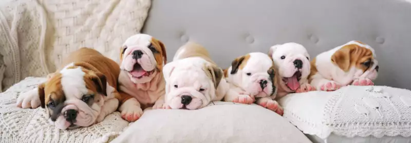 What are some Careers dealing with Animals?
